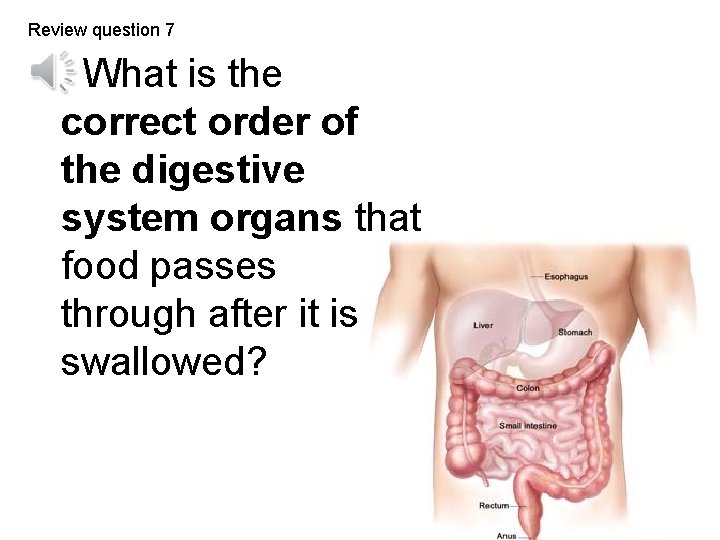 Review question 7 What is the correct order of the digestive system organs that