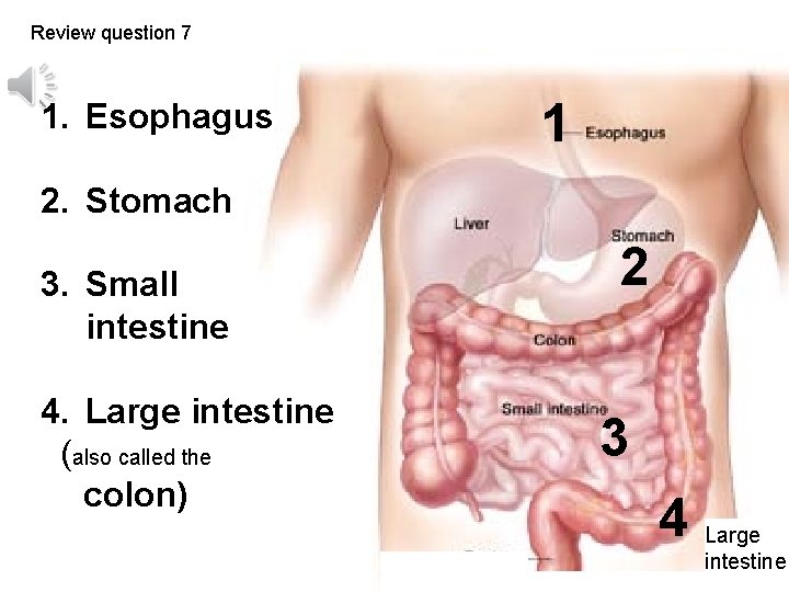 Review question 7 1. Esophagus 1 2. Stomach 3. Small intestine 4. Large intestine