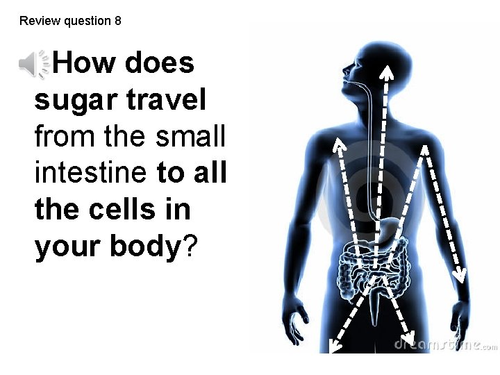 Review question 8 How does sugar travel from the small intestine to all the