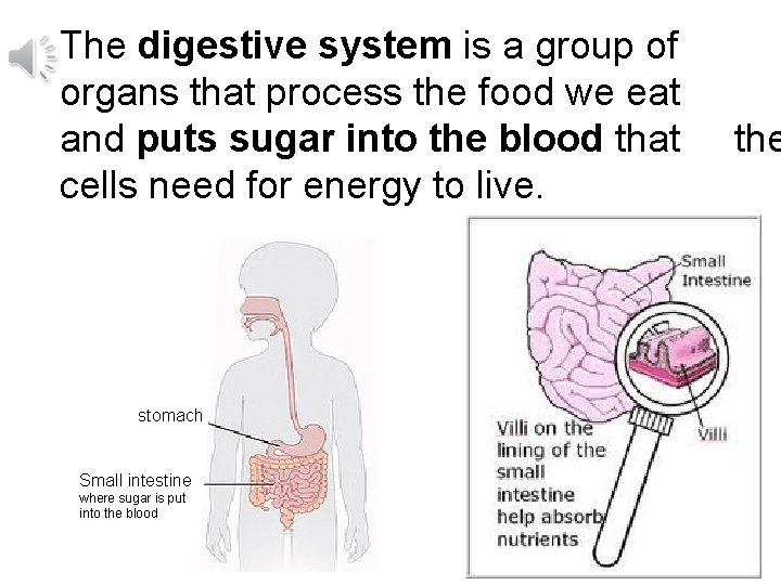 The digestive system is a group of organs that process the food we eat