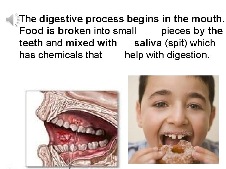 The digestive process begins in the mouth. Food is broken into small pieces by