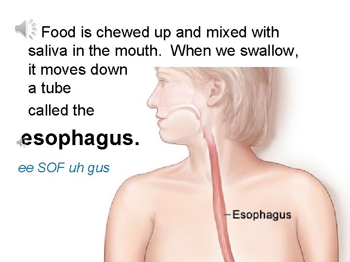 Food is chewed up and mixed with saliva in the mouth. When we swallow,