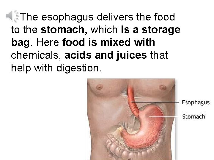 The esophagus delivers the food to the stomach, which is a storage bag. Here