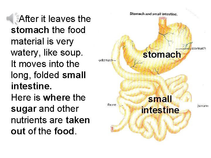 After it leaves the stomach the food material is very watery, like soup. It