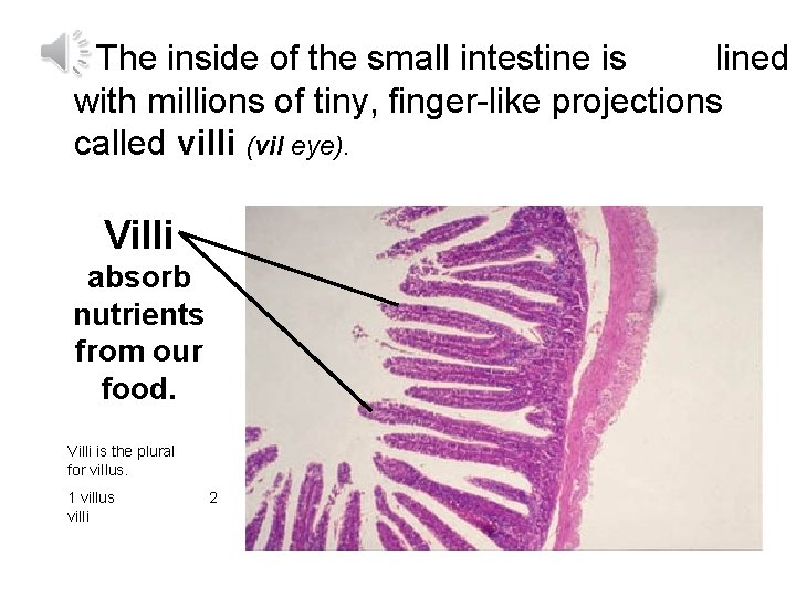 The inside of the small intestine is lined with millions of tiny, finger-like projections