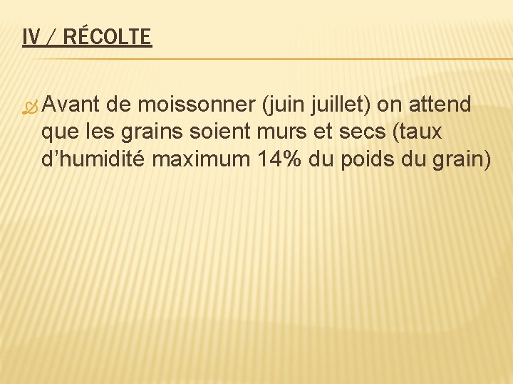 IV / RÉCOLTE Avant de moissonner (juin juillet) on attend que les grains soient