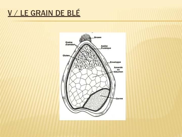 V / LE GRAIN DE BLÉ 