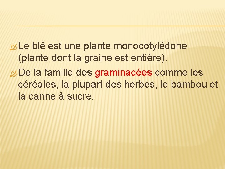  Le blé est une plante monocotylédone (plante dont la graine est entière). De