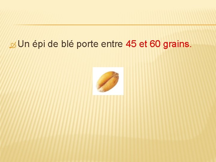  Un épi de blé porte entre 45 et 60 grains. 