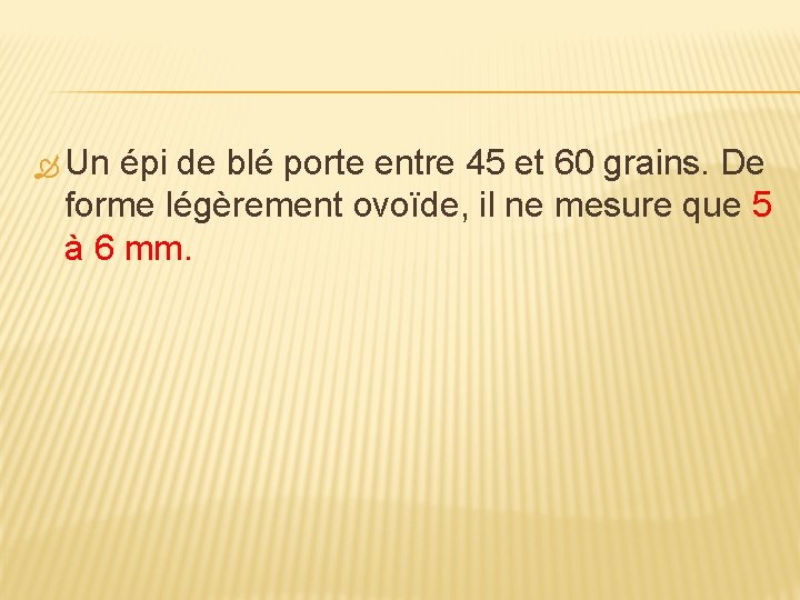  Un épi de blé porte entre 45 et 60 grains. De forme légèrement