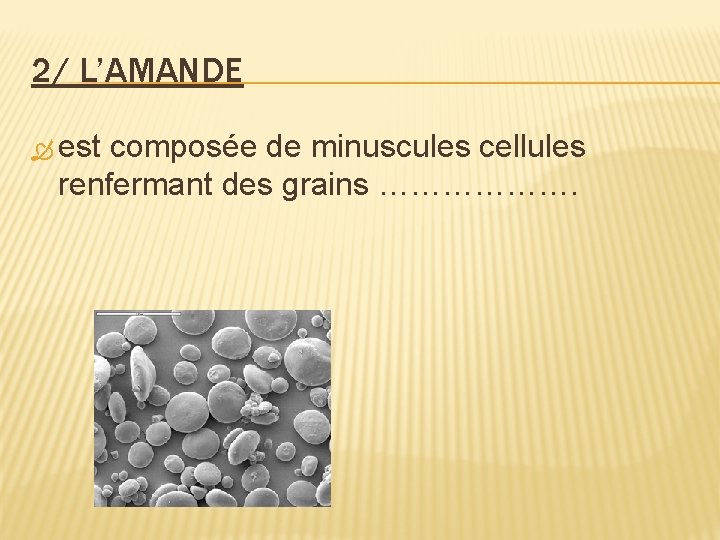 2/ L’AMANDE est composée de minuscules cellules renfermant des grains ………………. 