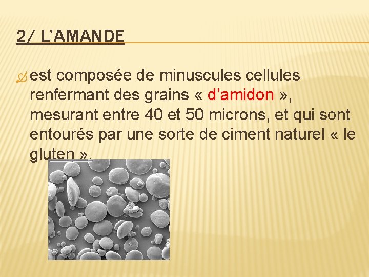 2/ L’AMANDE est composée de minuscules cellules renfermant des grains « d’amidon » ,