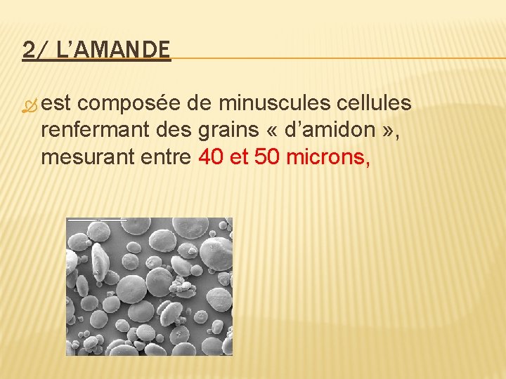 2/ L’AMANDE est composée de minuscules cellules renfermant des grains « d’amidon » ,