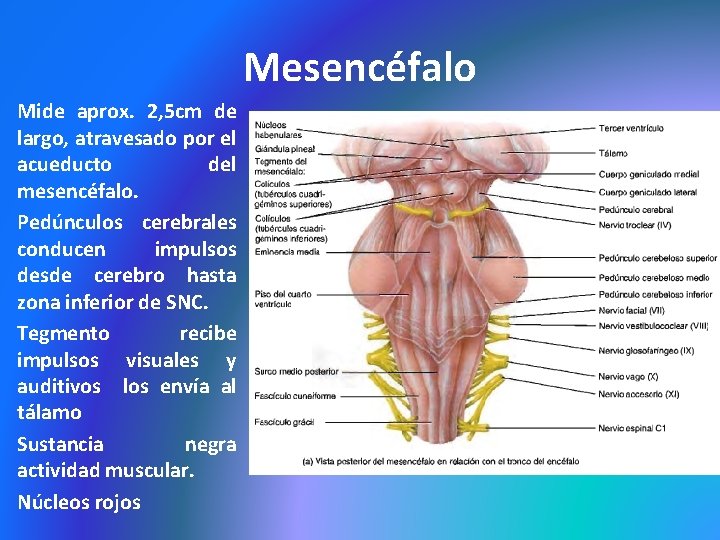 Mesencéfalo Mide aprox. 2, 5 cm de largo, atravesado por el acueducto del mesencéfalo.