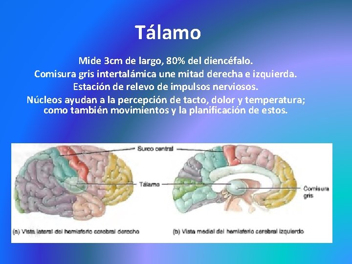 Tálamo Mide 3 cm de largo, 80% del diencéfalo. Comisura gris intertalámica une mitad