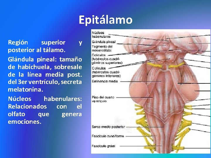 Epitálamo Región superior y posterior al tálamo. Glándula pineal: tamaño de habichuela, sobresale de