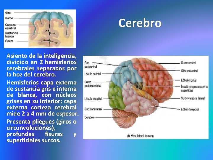 Cerebro Asiento de la inteligencia, dividido en 2 hemisferios cerebrales separados por la hoz