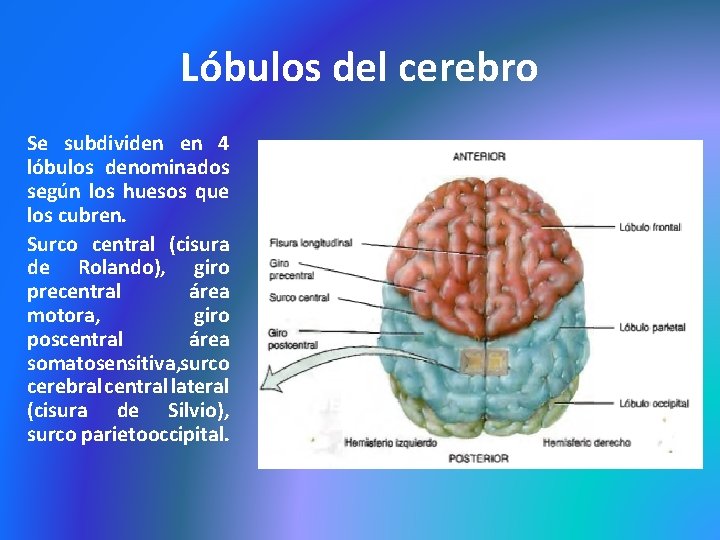 Lóbulos del cerebro Se subdividen en 4 lóbulos denominados según los huesos que los