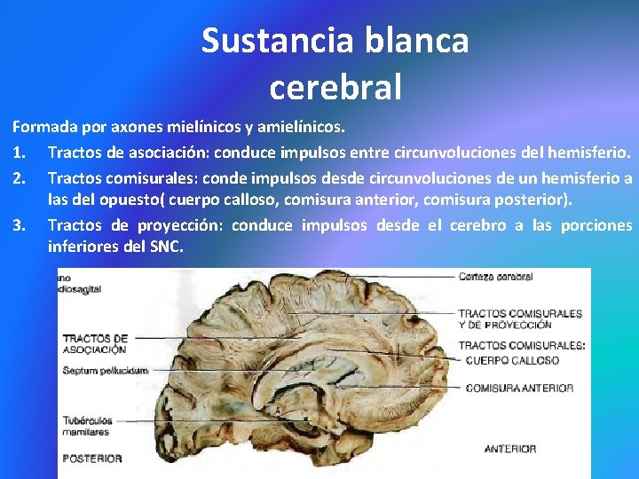 Sustancia blanca cerebral Formada por axones mielínicos y amielínicos. 1. Tractos de asociación: conduce