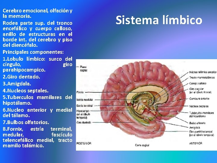 Cerebro emocional, olfación y la memoria. Rodea parte sup. del tronco encefálico y cuerpo