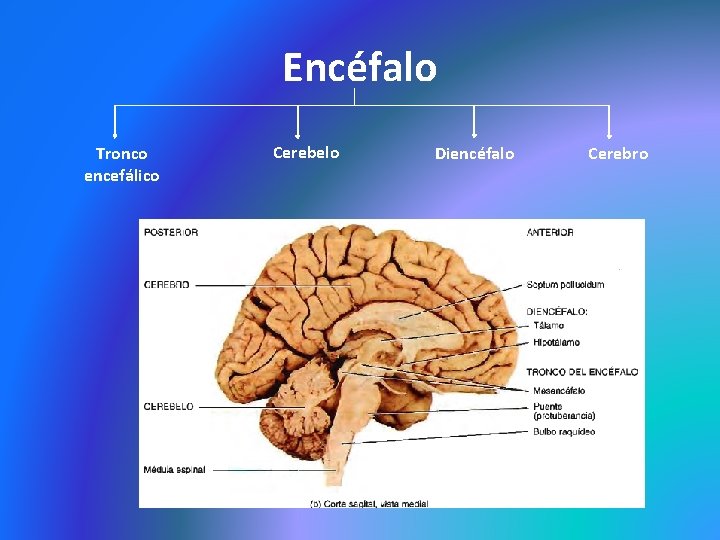 Encéfalo Tronco encefálico Cerebelo Diencéfalo Cerebro 