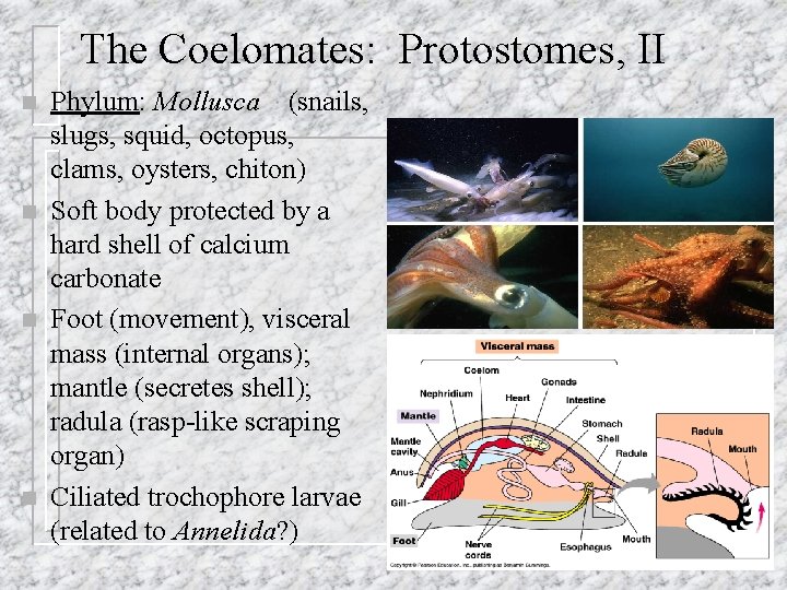 Protostomes Examples Chapter 33 n Invertebrates Parazoa n n Invertebrates
