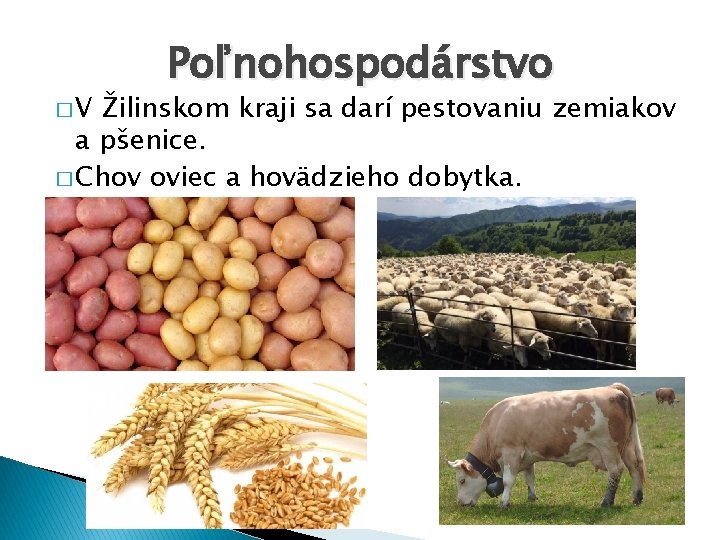 �V Poľnohospodárstvo Žilinskom kraji sa darí pestovaniu zemiakov a pšenice. � Chov oviec a