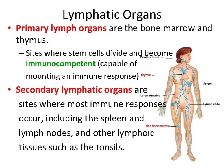 Lymphatic Organs • Primary lymph organs are the bone marrow and thymus. – Sites