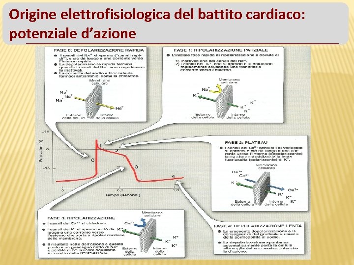 Origine elettrofisiologica del battito cardiaco: potenziale d’azione 