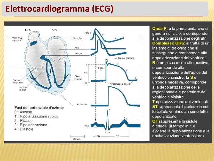 Elettrocardiogramma (ECG) 