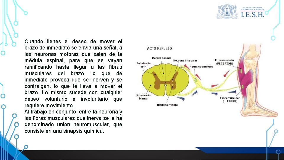 Cuando tienes el deseo de mover el brazo de inmediato se envía una señal, Cuando tienes el deseo de mover el brazo de inmediato se envía una señal,