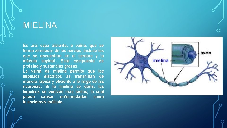 MIELINA Es una capa aislante, o vaina, que se forma alrededor de los nervios, MIELINA Es una capa aislante, o vaina, que se forma alrededor de los nervios,