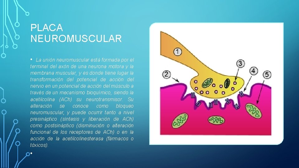 PLACA NEUROMUSCULAR • La unión neuromuscular está formada por el terminal del axón de PLACA NEUROMUSCULAR • La unión neuromuscular está formada por el terminal del axón de