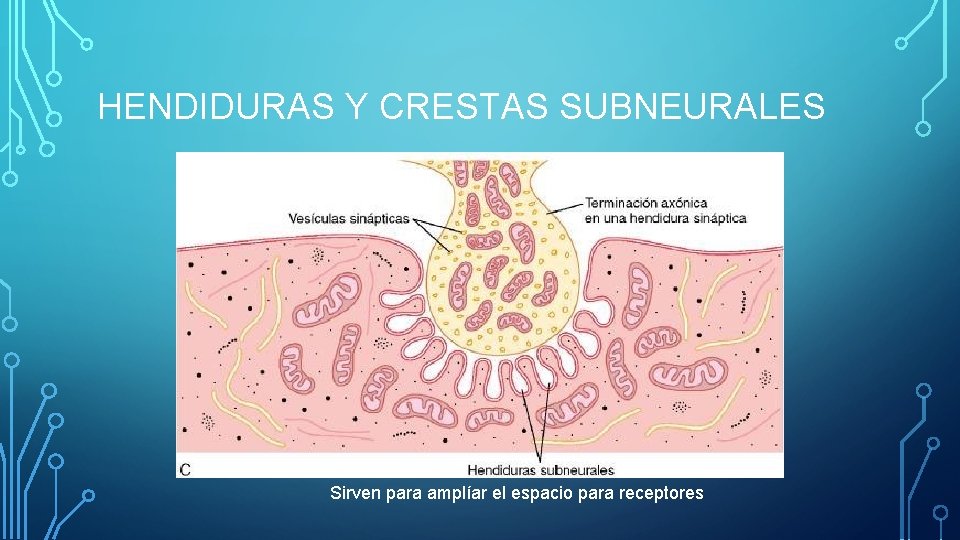 HENDIDURAS Y CRESTAS SUBNEURALES Sirven para amplíar el espacio para receptores HENDIDURAS Y CRESTAS SUBNEURALES Sirven para amplíar el espacio para receptores