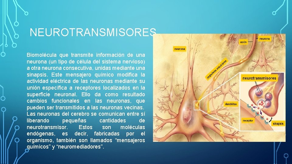 NEUROTRANSMISORES Biomolécula que transmite información de una neurona (un tipo de célula del sistema NEUROTRANSMISORES Biomolécula que transmite información de una neurona (un tipo de célula del sistema