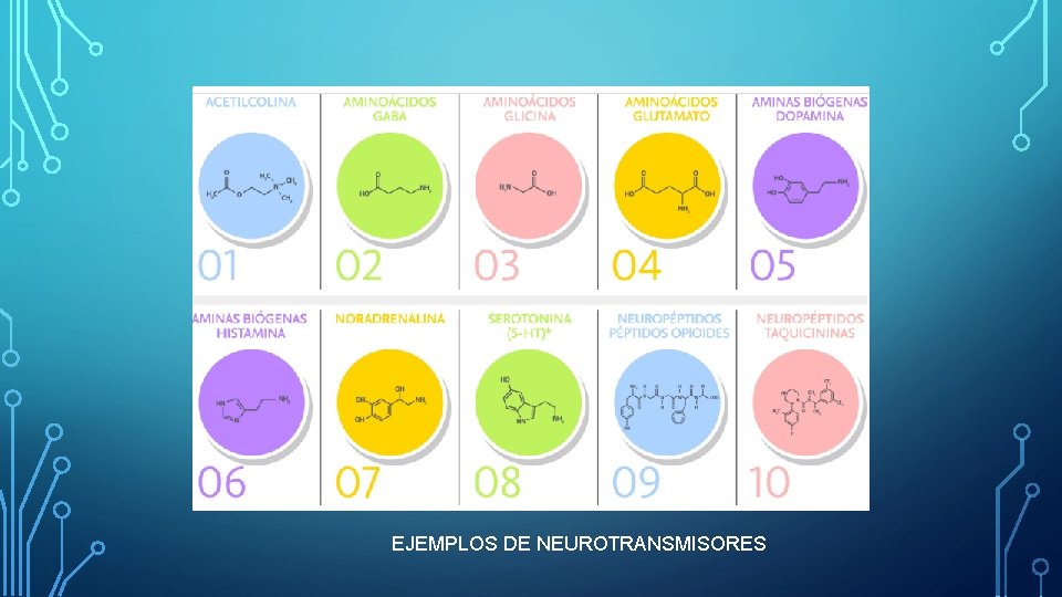 EJEMPLOS DE NEUROTRANSMISORES EJEMPLOS DE NEUROTRANSMISORES