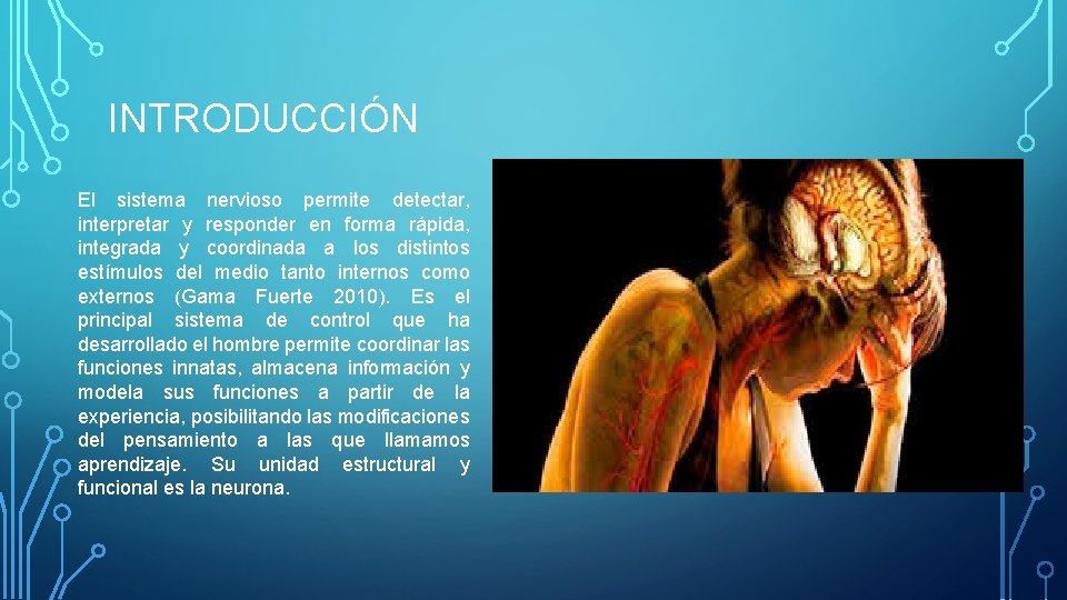 INTRODUCCIÓN El sistema nervioso permite detectar, interpretar y responder en forma rápida, integrada y INTRODUCCIÓN El sistema nervioso permite detectar, interpretar y responder en forma rápida, integrada y