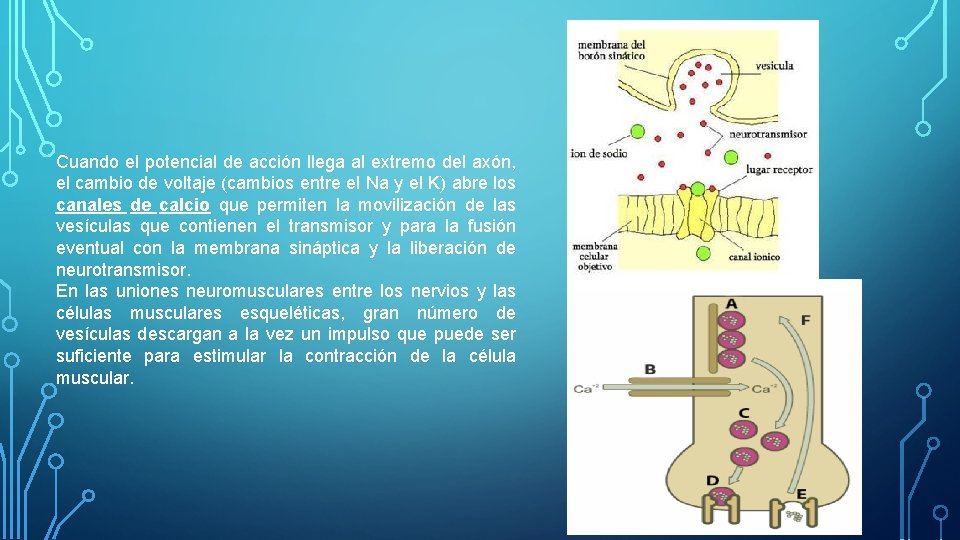 Cuando el potencial de acción llega al extremo del axón, el cambio de voltaje Cuando el potencial de acción llega al extremo del axón, el cambio de voltaje
