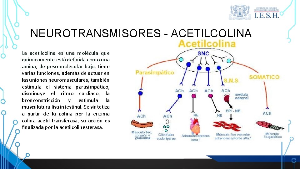 NEUROTRANSMISORES - ACETILCOLINA La acetilcolina es una molécula que químicamente está definida como una NEUROTRANSMISORES - ACETILCOLINA La acetilcolina es una molécula que químicamente está definida como una