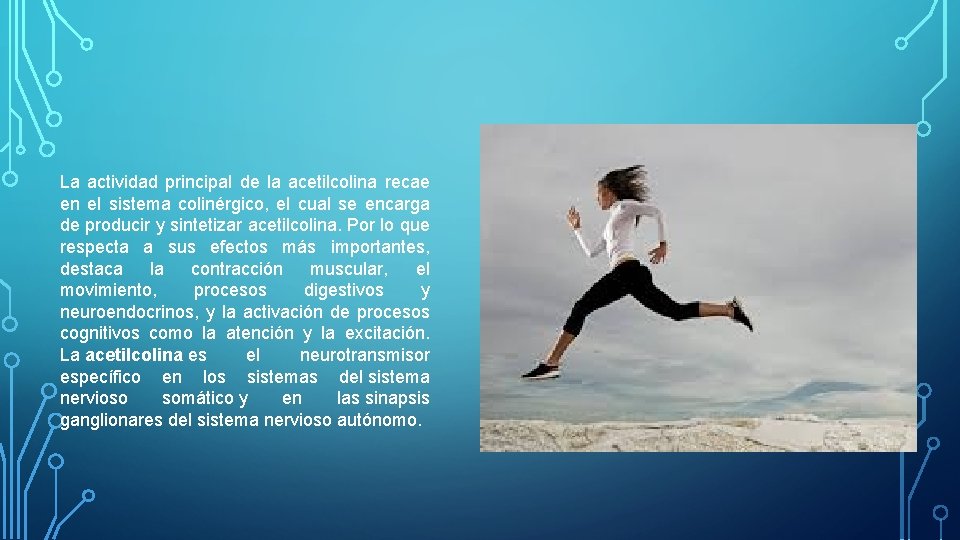 La actividad principal de la acetilcolina recae en el sistema colinérgico, el cual se La actividad principal de la acetilcolina recae en el sistema colinérgico, el cual se