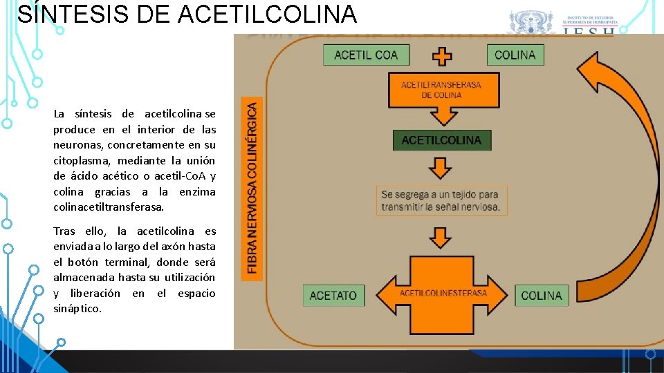 SÍNTESIS DE ACETILCOLINA La síntesis de acetilcolina se produce en el interior de las SÍNTESIS DE ACETILCOLINA La síntesis de acetilcolina se produce en el interior de las
