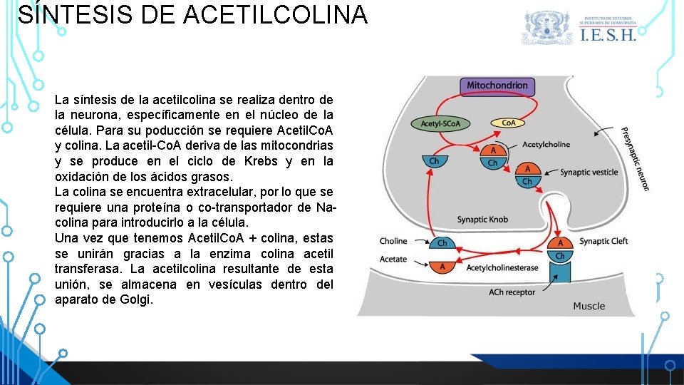 SÍNTESIS DE ACETILCOLINA La síntesis de la acetilcolina se realiza dentro de la neurona, SÍNTESIS DE ACETILCOLINA La síntesis de la acetilcolina se realiza dentro de la neurona,