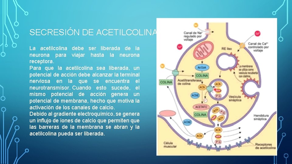 SECRESIÓN DE ACETILCOLINA (ACh) La acetilcolina debe ser liberada de la neurona para viajar SECRESIÓN DE ACETILCOLINA (ACh) La acetilcolina debe ser liberada de la neurona para viajar