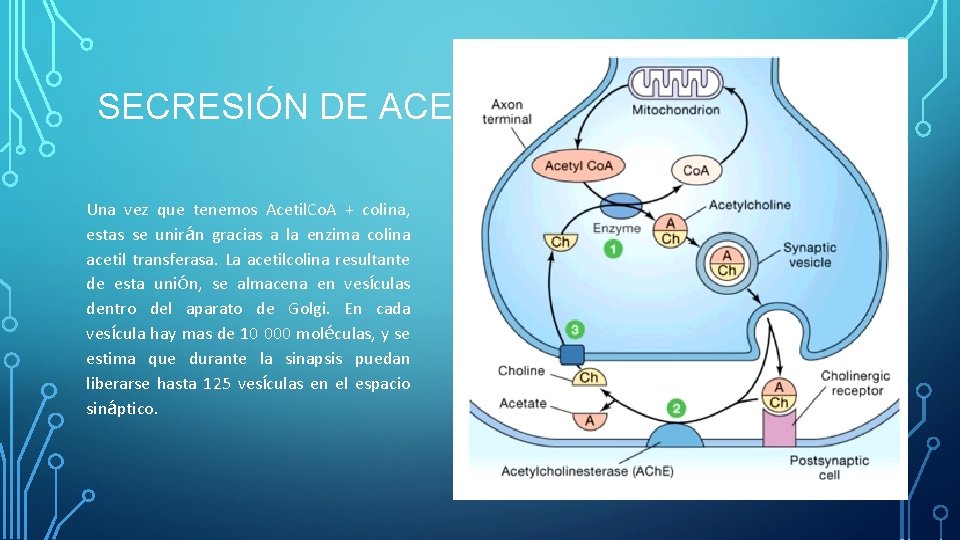 SECRESIÓN DE ACETILCOLINA Una vez que tenemos Acetil. Co. A + colina, estas se SECRESIÓN DE ACETILCOLINA Una vez que tenemos Acetil. Co. A + colina, estas se