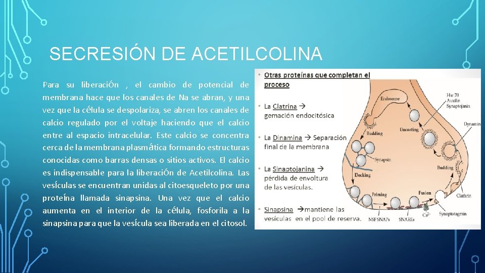 SECRESIÓN DE ACETILCOLINA Para su liberación , el cambio de potencial de membrana hace SECRESIÓN DE ACETILCOLINA Para su liberación , el cambio de potencial de membrana hace