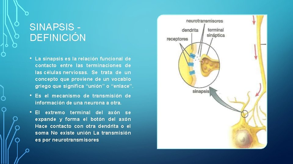 SINAPSIS DEFINICIÓN • La sinapsis es la relación funcional de contacto entre las terminaciones SINAPSIS DEFINICIÓN • La sinapsis es la relación funcional de contacto entre las terminaciones