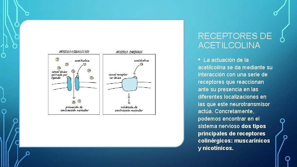 RECEPTORES DE ACETILCOLINA • La actuación de la acetilcolina se da mediante su interacción RECEPTORES DE ACETILCOLINA • La actuación de la acetilcolina se da mediante su interacción