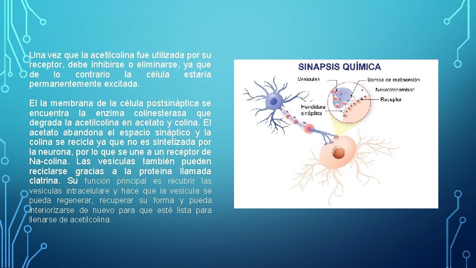Una vez que la acetilcolina fue utilizada por su receptor, debe inhibirse o eliminarse, Una vez que la acetilcolina fue utilizada por su receptor, debe inhibirse o eliminarse,