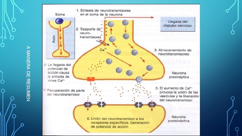 A MANERA DE RESUMEN A MANERA DE RESUMEN