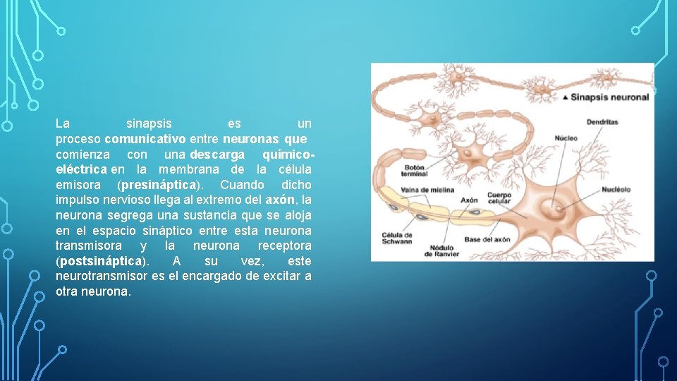 La sinapsis es un proceso comunicativo entre neuronas que comienza con una descarga químicoeléctrica La sinapsis es un proceso comunicativo entre neuronas que comienza con una descarga químicoeléctrica